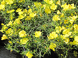 Drummond's Sundrops (Calylophus drummondii) at Lakeshore Garden Centres
