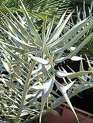 Dwarf Eastern Cape Blue Cycad (Encephalartos horridus (Dwarf Form)) at Lakeshore Garden Centres
