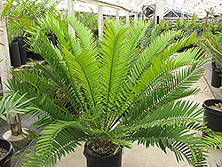 Bushman's River Cycad (Encephalartos trispinosus) at Lakeshore Garden Centres