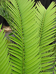 Bushman's River Cycad (Encephalartos trispinosus) at Lakeshore Garden Centres