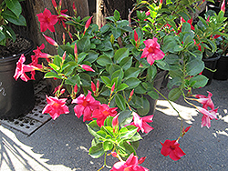 Summer Bell Velvet Red Mandevilla (Mandevilla 'Summer Bell Velvet Red') at Lakeshore Garden Centres