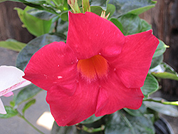 Summer Bell Big Red Mandevilla (Mandevilla 'Summer Bell Big Red') at Lakeshore Garden Centres