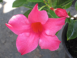 Vogue Rita Mandevilla (Mandevilla 'Vogue Rita') at Lakeshore Garden Centres
