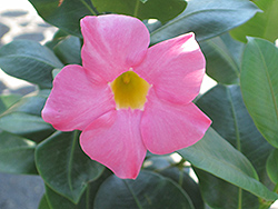 Red Riding Hood Mandevilla (Mandevilla sanderi 'Red Riding Hood') at Lakeshore Garden Centres