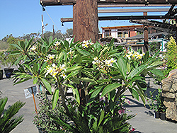 White Star Frangipani (Plumeria rubra 'White Star') at Lakeshore Garden Centres