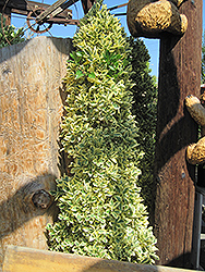 Gold Variegated Japanese Euonymus (topiary form) (Euonymus japonicus 'Aureomarginatus (topiary)') at Lakeshore Garden Centres