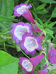 Midnight Beard Tongue (Penstemon 'Midnight') at Lakeshore Garden Centres
