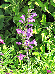 Midnight Beard Tongue (Penstemon 'Midnight') at Lakeshore Garden Centres