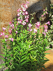 Bev Jensen Beard Tongue (Penstemon x gloxinioides 'Bev Jensen') at Lakeshore Garden Centres