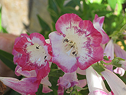 Bev Jensen Beard Tongue (Penstemon x gloxinioides 'Bev Jensen') at Lakeshore Garden Centres
