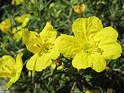 Shimmer Evening Primrose (Oenothera fremontii 'Shimmer') at Lakeshore Garden Centres