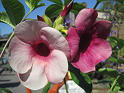 Cherries Jubilee Allamanda (Allamanda cathartica 'Cherries Jubilee') at Lakeshore Garden Centres
