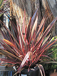 Firebird New Zealand Flax (Phormium 'Firebird') at Lakeshore Garden Centres
