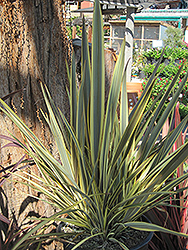 Alison Blackman New Zealand Flax (Phormium 'Alison Blackman') at Lakeshore Garden Centres
