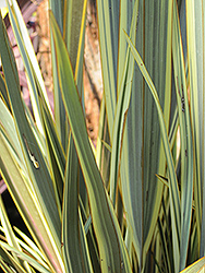Alison Blackman New Zealand Flax (Phormium 'Alison Blackman') at Lakeshore Garden Centres