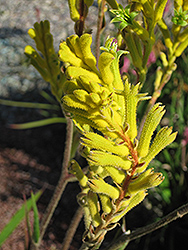 Bush Gold Kangaroo Paw (Anigozanthos 'Bush Gold') at Lakeshore Garden Centres