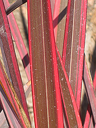 Guardsman New Zealand Flax (Phormium 'Guardsman') at Lakeshore Garden Centres
