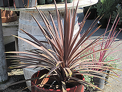 Shiraz New Zealand Flax (Phormium 'Shiraz') at Lakeshore Garden Centres