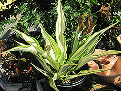 Variegated False Agave (Furcraea foetida 'Variegata') at Lakeshore Garden Centres