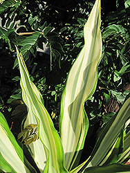 Variegated False Agave (Furcraea foetida 'Variegata') at Lakeshore Garden Centres