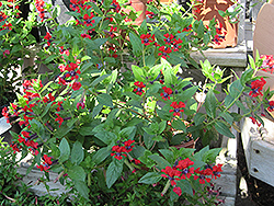 Firefly Bat Face Cuphea (Cuphea x purpurea 'Firefly') at Lakeshore Garden Centres