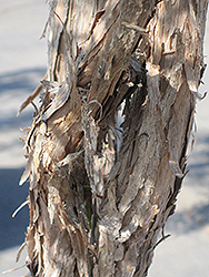 Lemon Scented Tea-Tree (Leptospermum petersonii) at Lakeshore Garden Centres