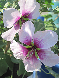 Tree Mallow (Lavatera bicolor) at Lakeshore Garden Centres
