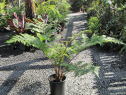 Australian Tree Fern (Sphaeropteris cooperi) at Lakeshore Garden Centres