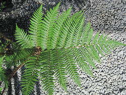 Australian Tree Fern (Sphaeropteris cooperi) at Lakeshore Garden Centres