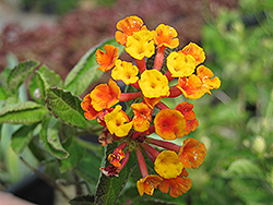 Radiation Bush Lantana (Lantana camara 'Radiation') at Lakeshore Garden Centres