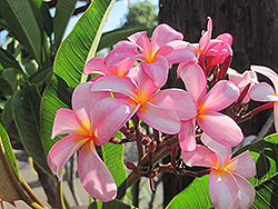 Pink Frangipani (Plumeria rubra 'Pink') at Lakeshore Garden Centres