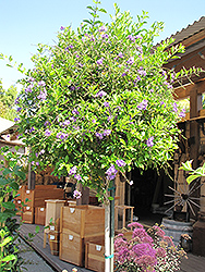 Sapphire Showers Duranta (Duranta erecta 'Sapphire Showers') at Lakeshore Garden Centres