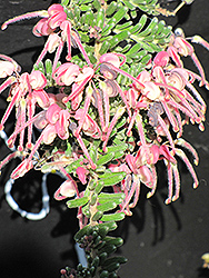 Coastal Gem Woolly Grevillea (Grevillea lanigera 'Coastal Gem') at Lakeshore Garden Centres