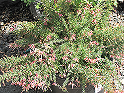 Coastal Gem Woolly Grevillea (Grevillea lanigera 'Coastal Gem') at Lakeshore Garden Centres