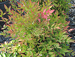 Moon Bay Dwarf Nandina (Nandina domestica 'Moon Bay') at Lakeshore Garden Centres