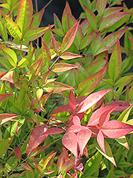 Moon Bay Dwarf Nandina (Nandina domestica 'Moon Bay') at Lakeshore Garden Centres