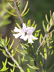 Coast Rosemary (Westringia fruticosa) at Lakeshore Garden Centres