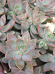 California Sunset Graptosedum (Graptosedum 'California Sunset') at Lakeshore Garden Centres