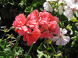 Temprano Salmon Geranium (Pelargonium 'Temprano Salmon') at Lakeshore Garden Centres