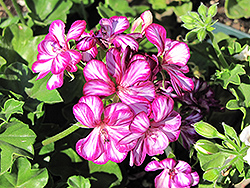 Contessa Burgundy Bicolor Ivy Leaf Geranium (Pelargonium peltatum 'Contessa Burgundy Bicolor') at Lakeshore Garden Centres