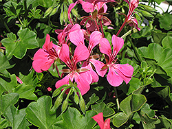 Blizzard Pink Ivy Leaf Geranium (Pelargonium peltatum 'Blizzard Pink') at Lakeshore Garden Centres