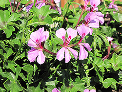 Blizzard Blue Ivy Leaf Geranium (Pelargonium peltatum 'Blizzard Blue') at Lakeshore Garden Centres