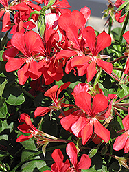 Blizzard Red Ivy Leaf Geranium (Pelargonium peltatum 'Blizzard Red') at Lakeshore Garden Centres