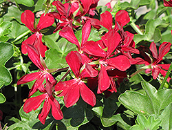 Blizzard Dark Red Ivy Leaf Geranium (Pelargonium peltatum 'Blizzard Dark Red') at Lakeshore Garden Centres
