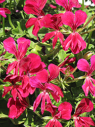 Blizzard Purple Ivy Leaf Geranium (Pelargonium peltatum 'Blizzard Purple') at Lakeshore Garden Centres