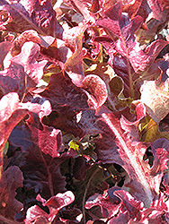Red Oakleaf Lettuce (Lactuca sativa var. crispa 'Red Oakleaf') at A Very Successful Garden Center
