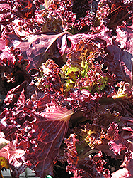 Lollo Rosso Lettuce (Lactuca sativa var. crispa 'Lollo Rosso') at Peter Knippel Garden Centre