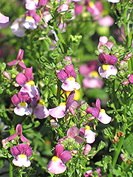 Karoo Violet Ice Nemesia (Nemesia 'Karoo Violet Ice') at Lakeshore Garden Centres