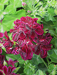 Contessa Purple Ivy Leaf Geranium (Pelargonium peltatum 'Contessa Purple') at Lakeshore Garden Centres