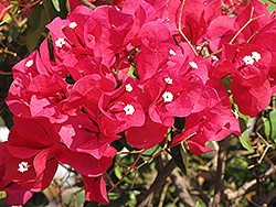 Red Bougainvillea (Bougainvillea 'Red') at Lakeshore Garden Centres